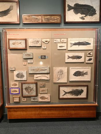 Media type: image;   Vertebrate Paleontology VPF-5369 Description: Annotated image of exhibit case A7 showing the location of VPF-5369 on exhibit at HMNH in Romer Hall.;